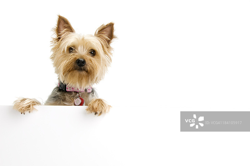 丝滑梗犬图片素材