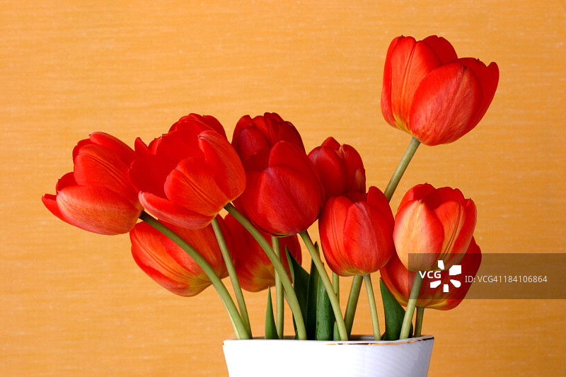 郁金香图片素材