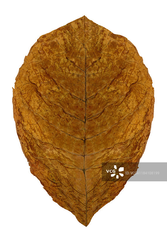 干树叶（包含裁剪路径）图片素材