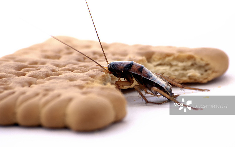 蟑螂图片素材