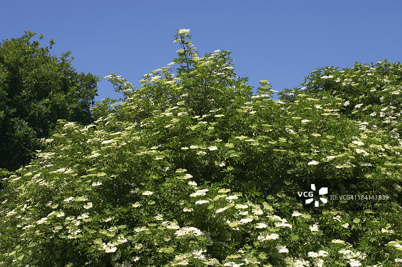 晴朗蓝天下接骨木的白色花朵图片素材