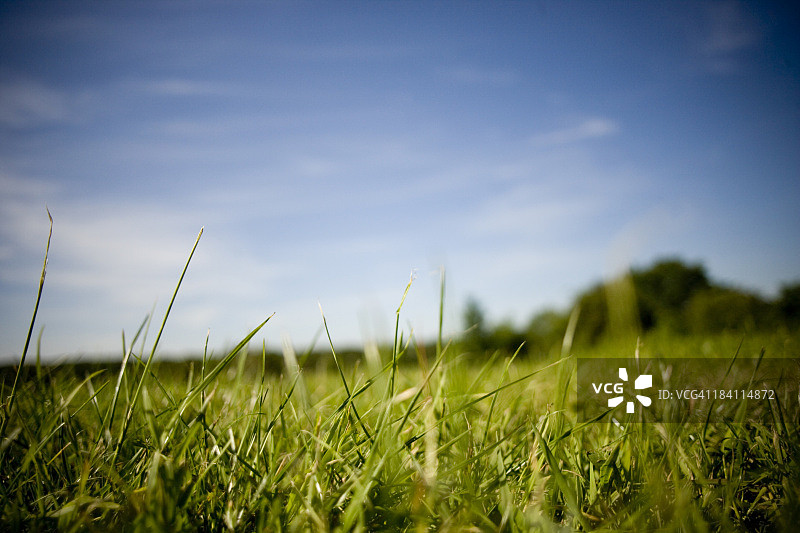 绿草与天空图片素材