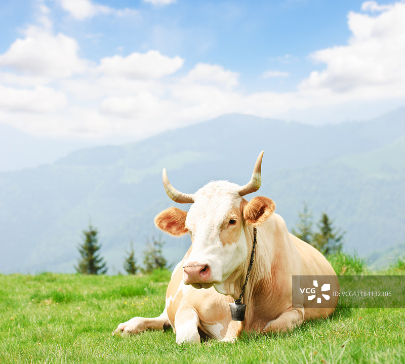 草地上的奶牛图片素材