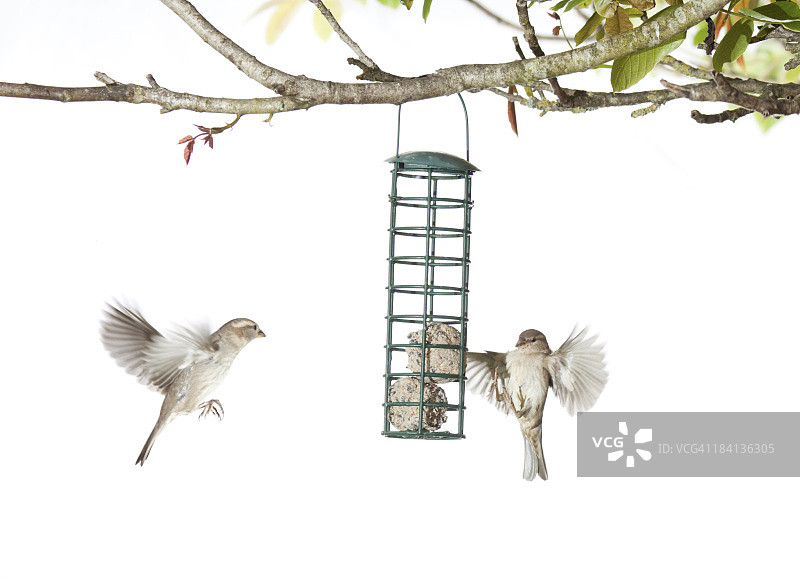 在白色背景下从喂鸟器中觅食的家麻雀图片素材
