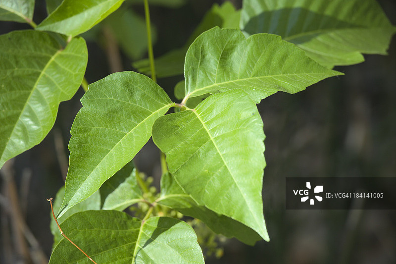 毒葛叶图片素材