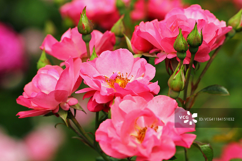 花园里的粉色玫瑰图片素材