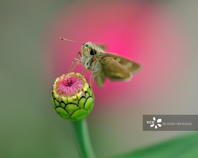 弄蝶在花苞上图片素材