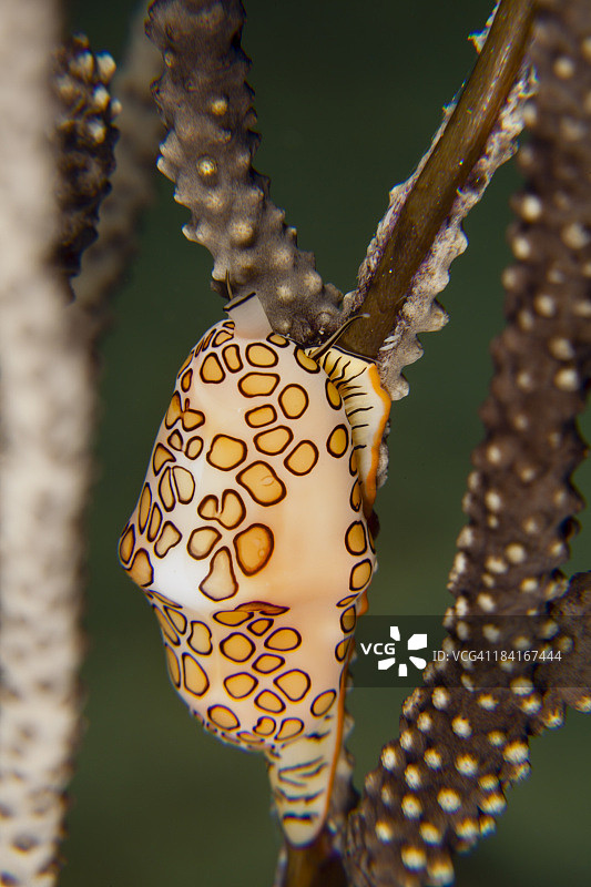 火烈鸟舌图片素材