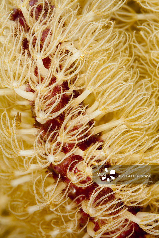 珊瑚虫图片素材