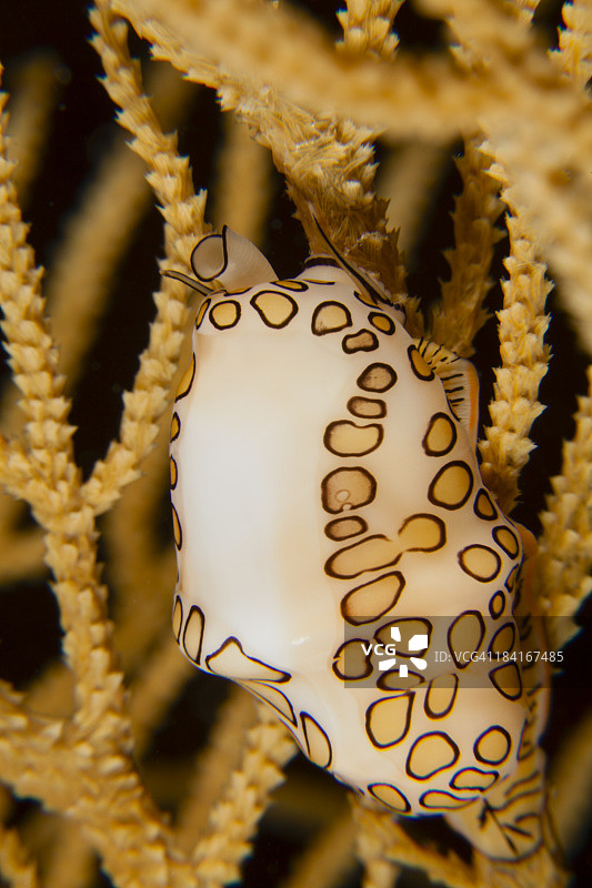 火烈鸟舌图片素材