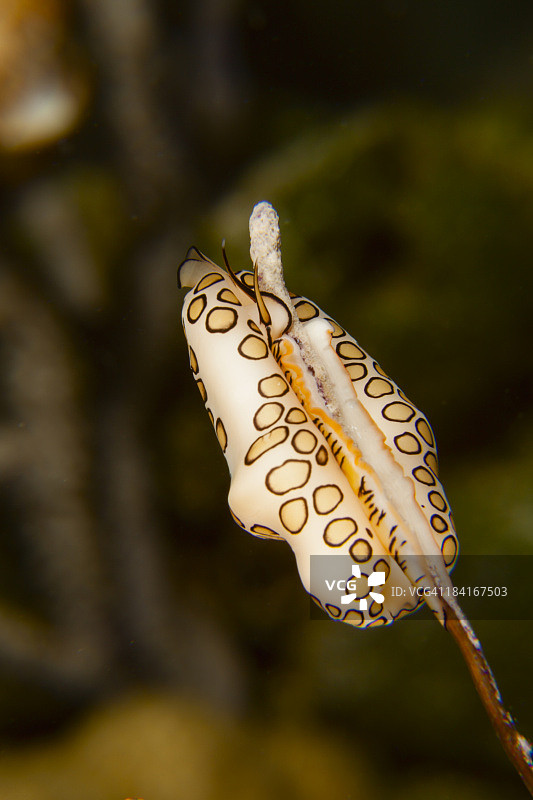 火烈鸟舌图片素材
