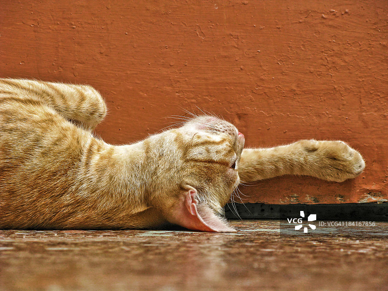 一只猫图片素材