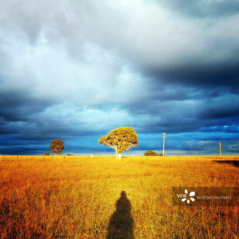 阳光照耀下的猎人谷金色草地图片素材