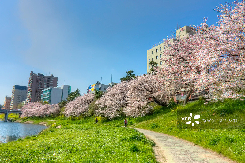 音户川沿岸成排的樱花图片素材