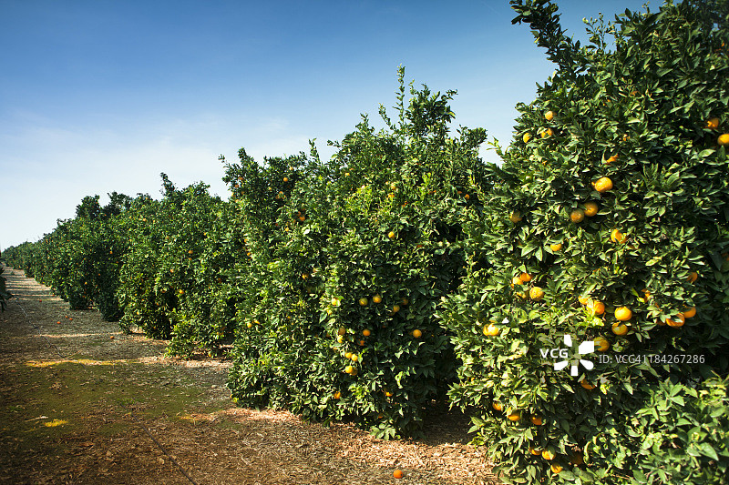 成熟的柑橘园图片素材