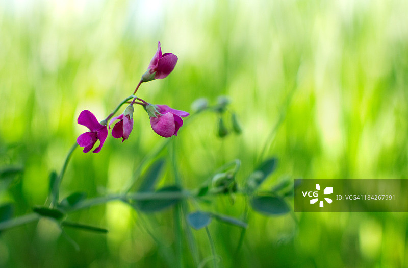 豌豆花。图片素材