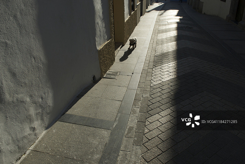 科尔多瓦的老年小型犬图片素材