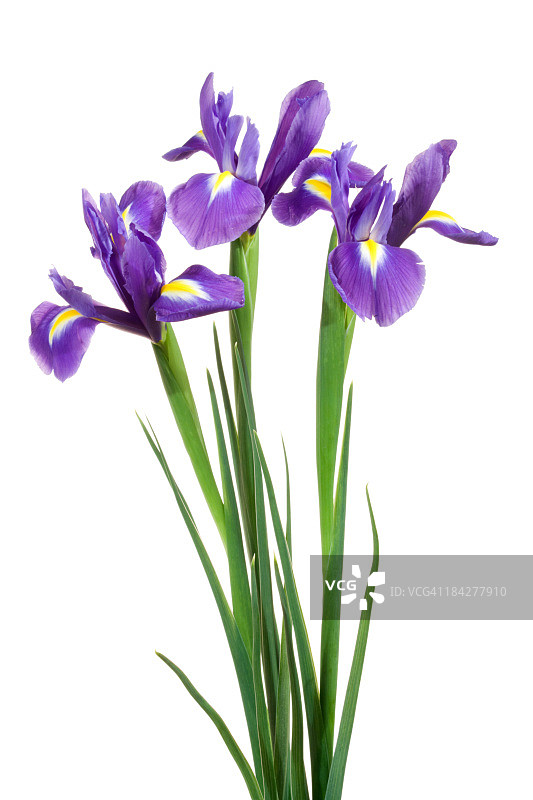鸢尾花图片素材