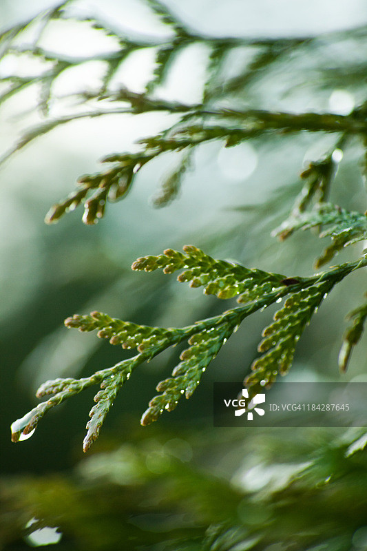 雪松树上的水滴图片素材