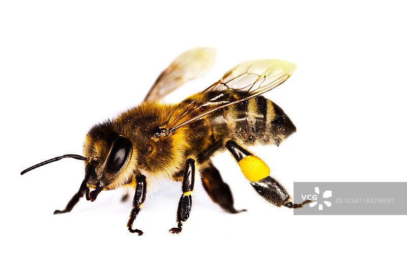 独立蜜蜂图片素材
