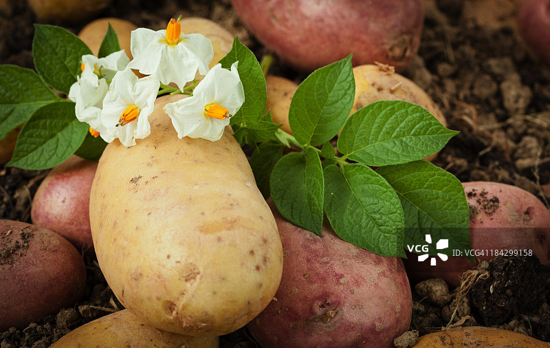 有机土豆图片素材