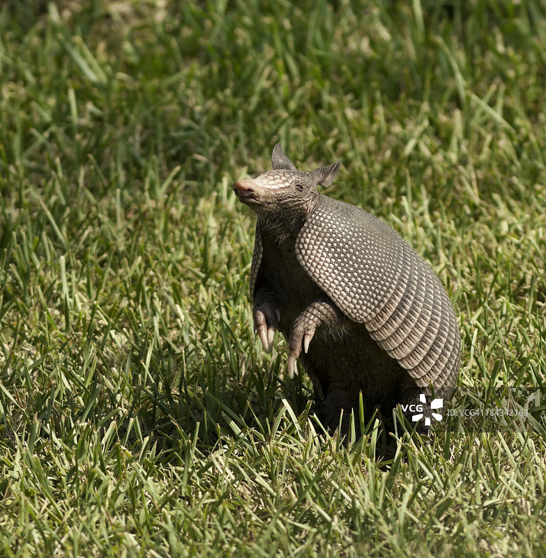 空中的犰狳图片素材