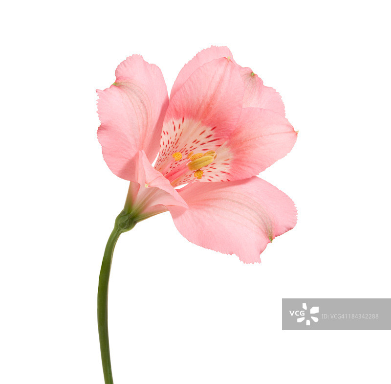 六出花图片素材