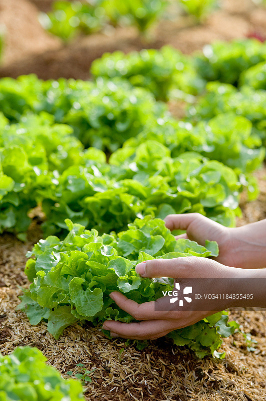 双手采摘新鲜生菜图片素材