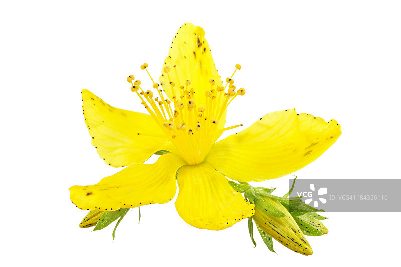 圣约翰草白底隔离图片素材