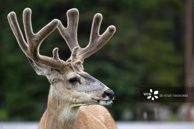 带鹿茸的鹿图片素材