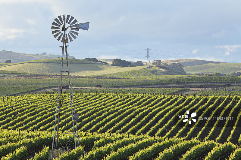 葡萄园景观图片素材
