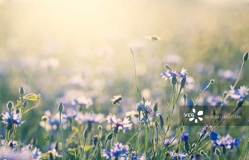 夏天的草地图片素材