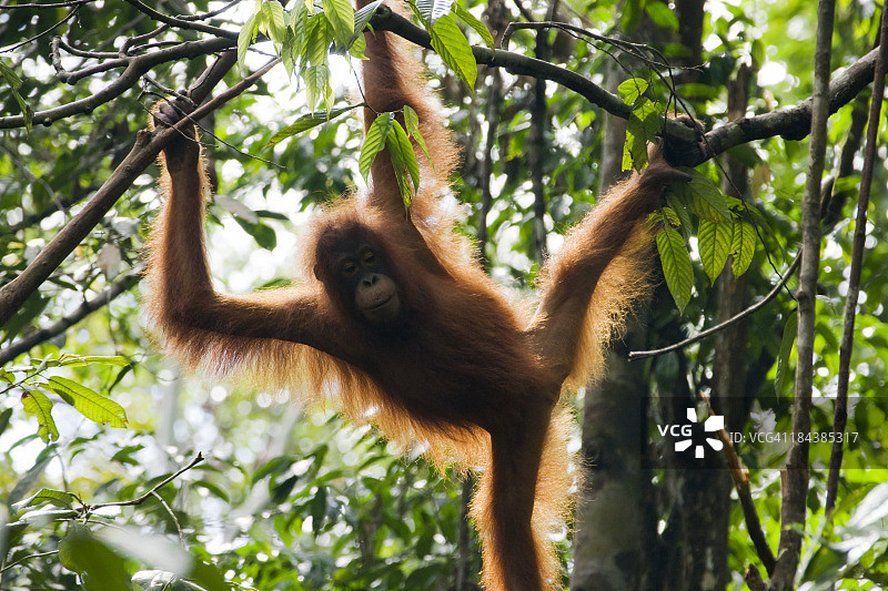 马来西亚婆罗洲的红毛猩猩图片素材
