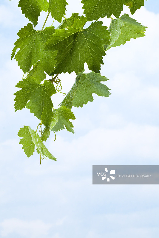 葡萄叶图片素材