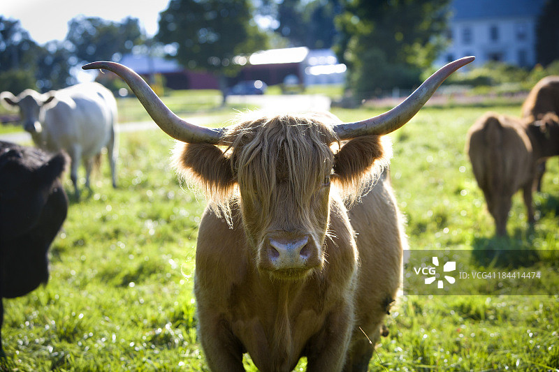 苏格兰高地牛和带状加洛韦牛图片素材
