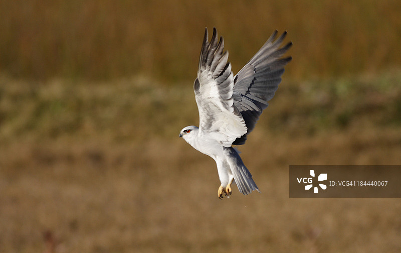黑翅鸢图片素材