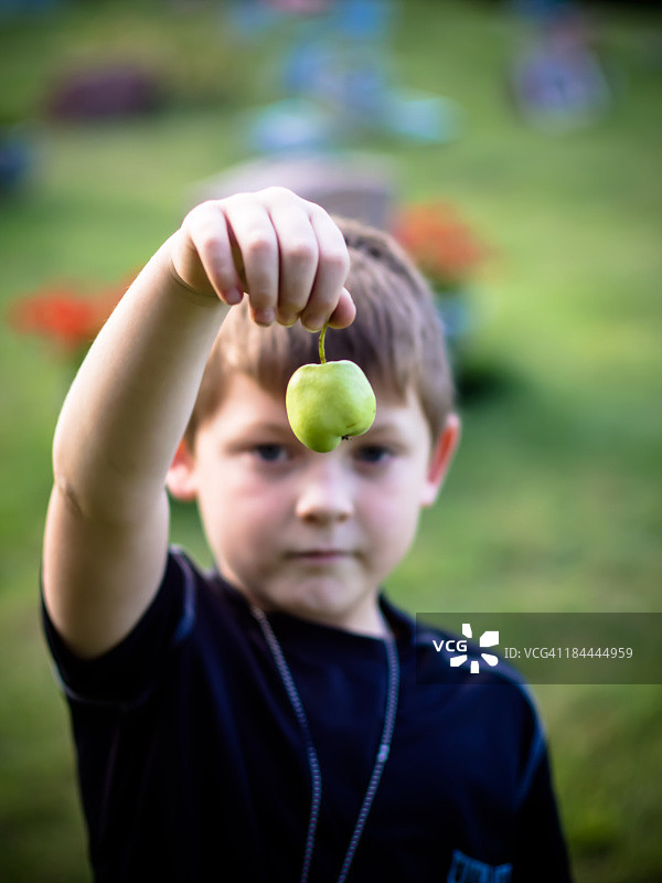 采摘野苹果图片素材