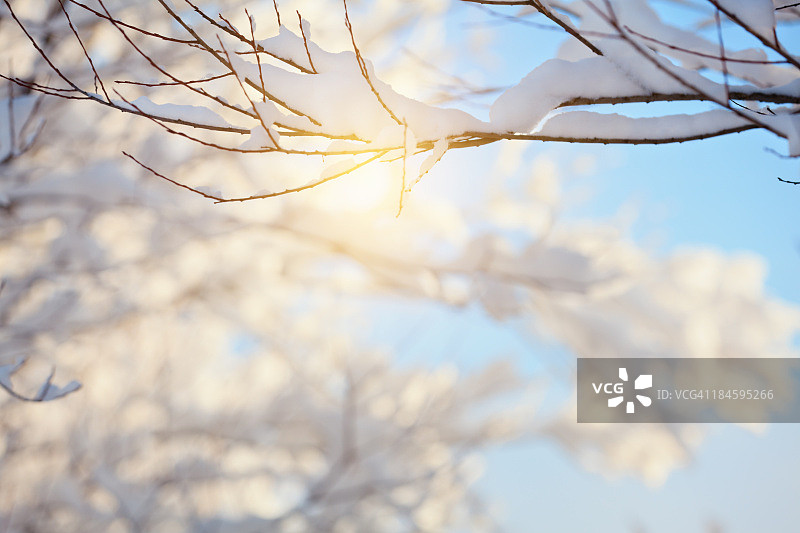 冬季树枝图片素材
