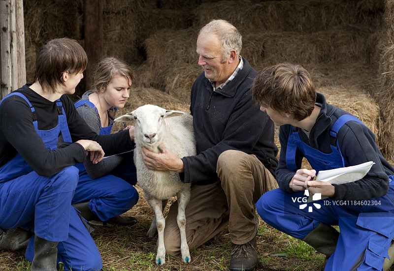 学习关于绵羊的知识图片素材