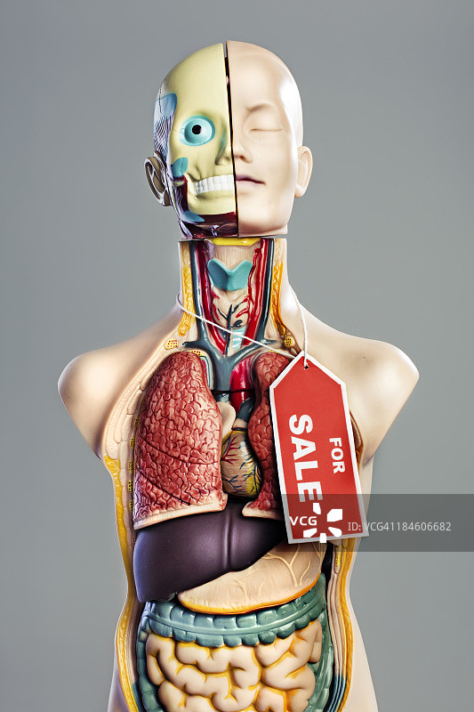解剖模型图片素材