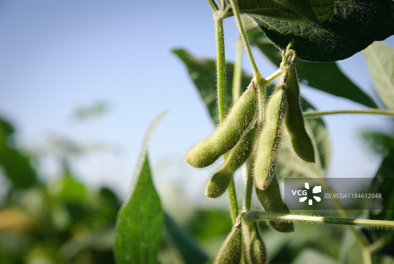 黄豆荚和叶子图片素材