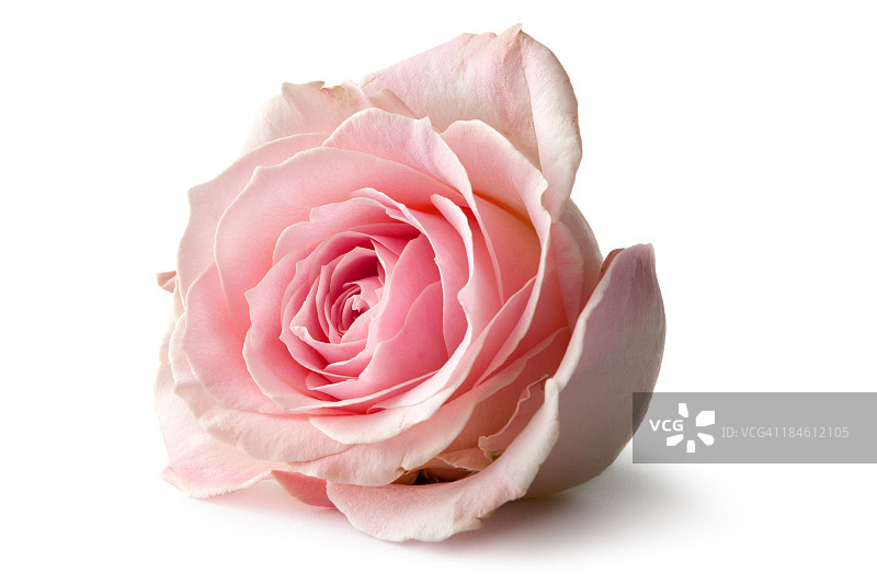 花卉：白色背景上的孤立玫瑰图片素材