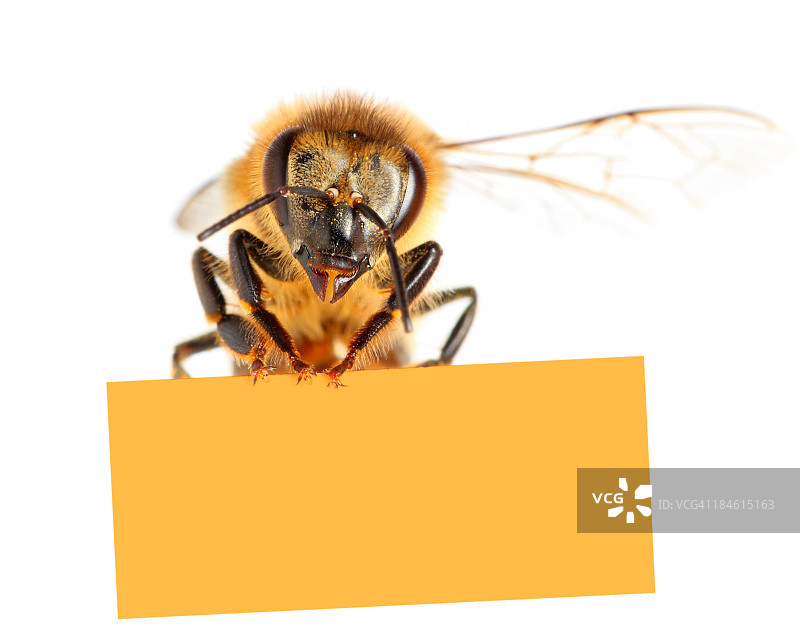 蜜蜂拿着空白标语牌图片素材