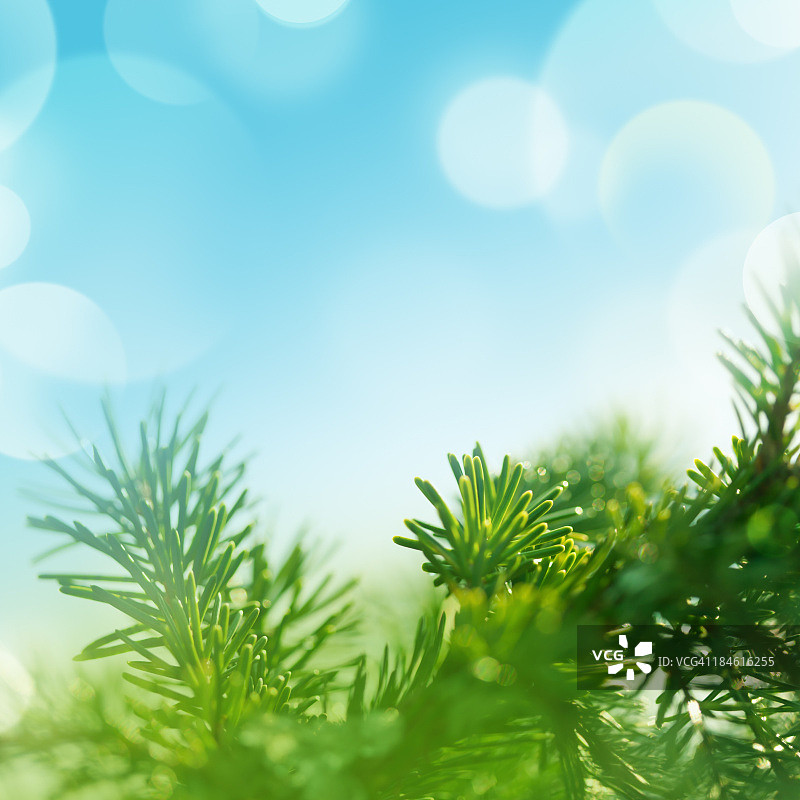 蓝色背景下绿色冷杉树枝特写图片素材