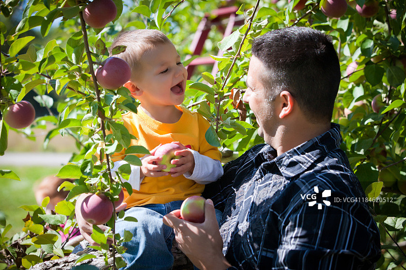 父子在果园里摘苹果图片素材