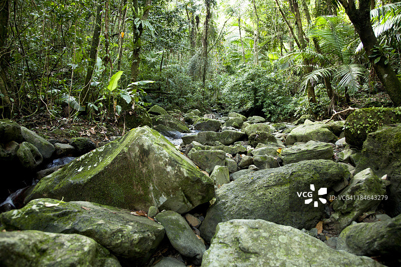 热带雨林图片素材