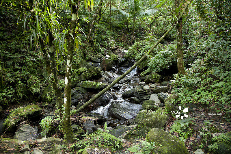 热带雨林图片素材