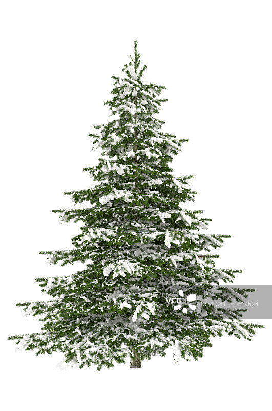 白色背景上带雪的圣诞树。图片素材