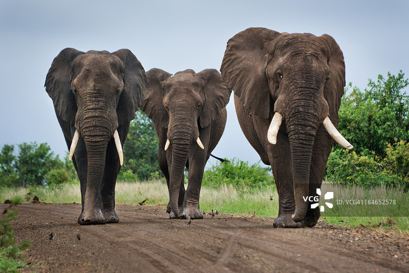 土路上三只大象图片素材