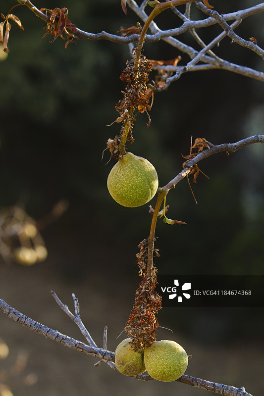加利福尼亚七叶树图片素材